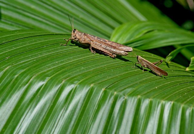 062 Pura Vida Garden, Costa Rica, sprinkhaan.JPG